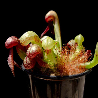 Cobra Lily plant