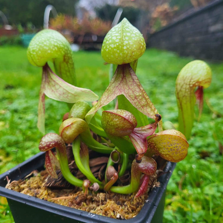 Cobra Lily plant