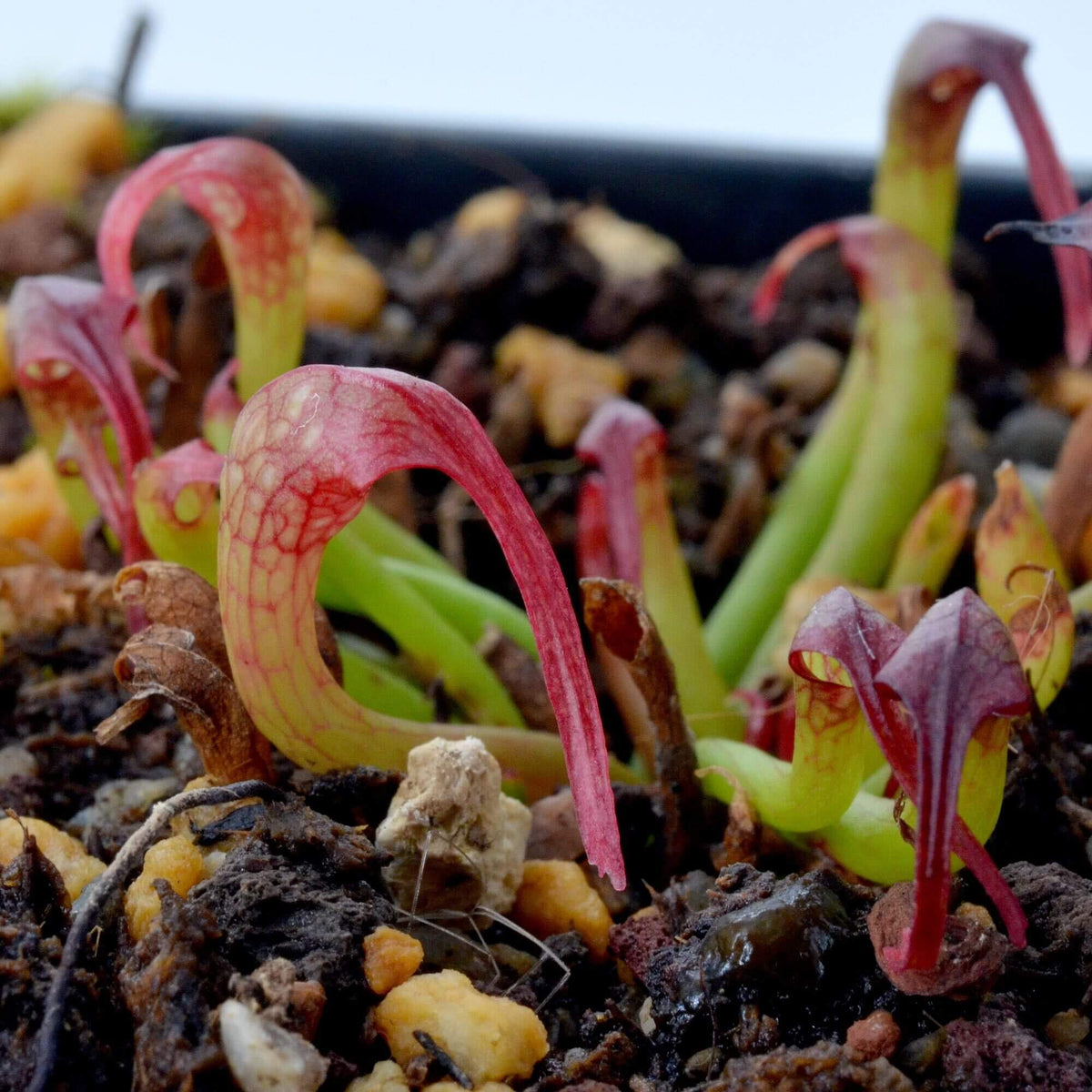 Cobra Lily plant