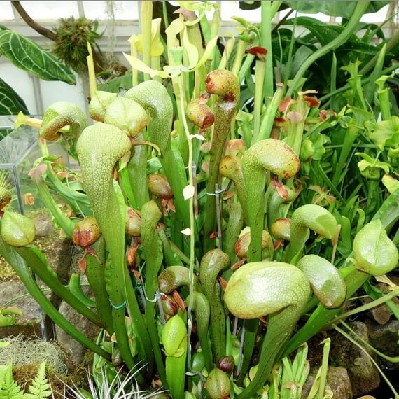 Cobra Pitcher Plant