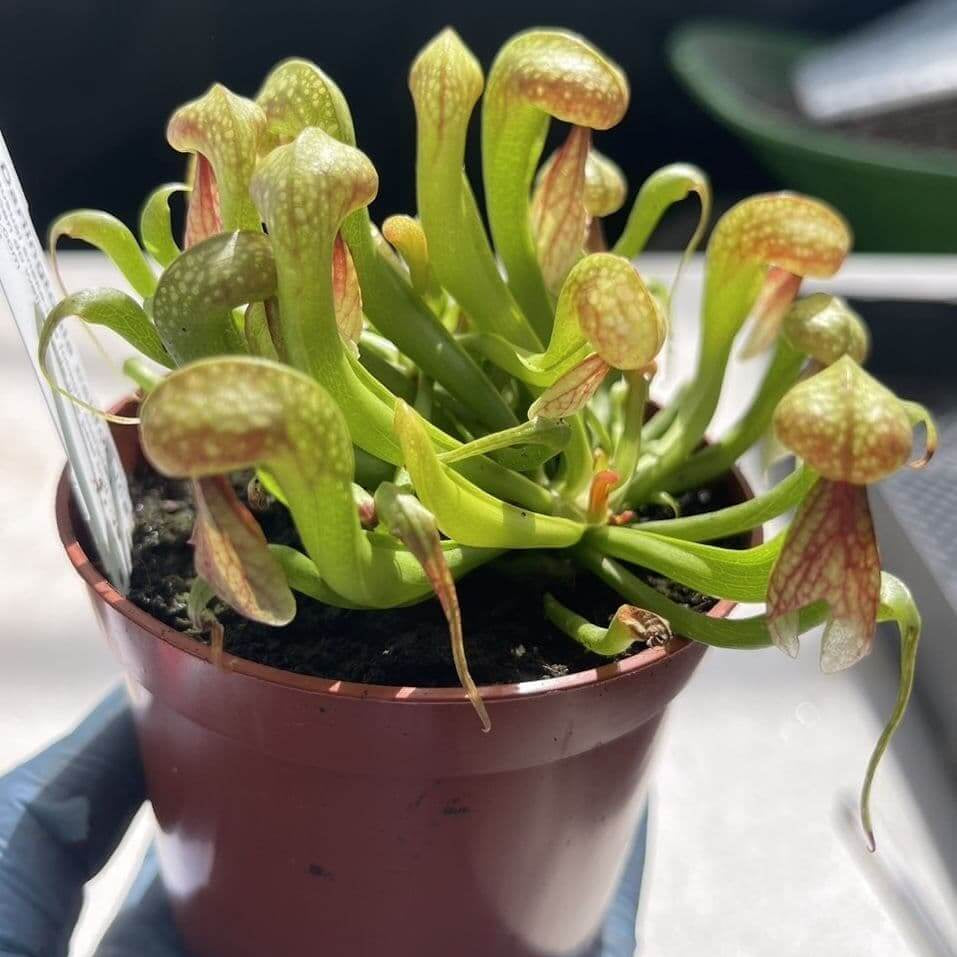 Cobra Pitcher Plant