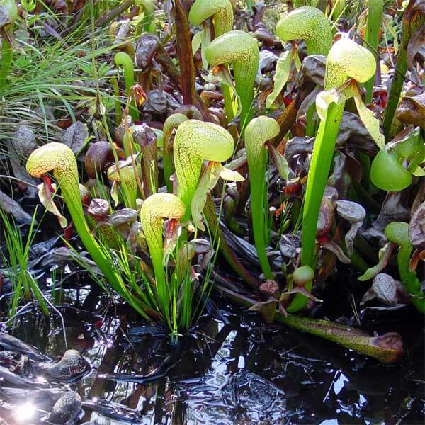 Cobra Pitcher Plant
