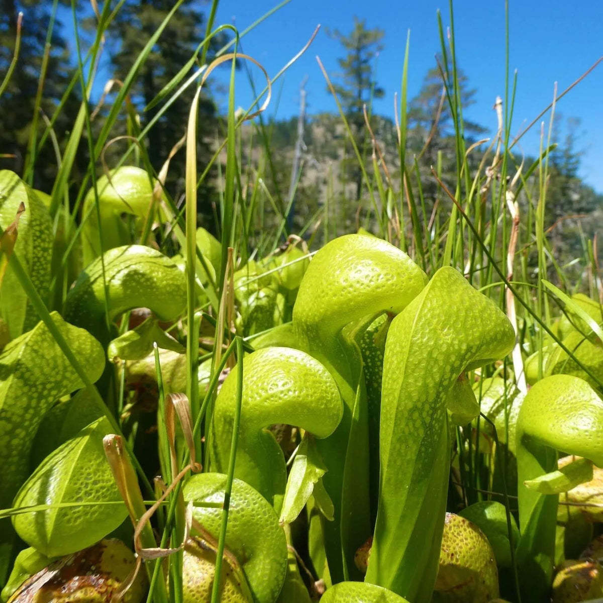 Cobra Pitcher Plant