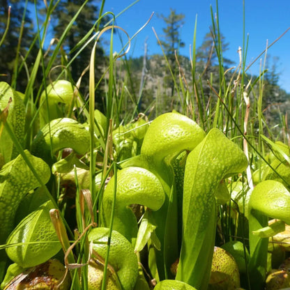 Cobra Pitcher Plant
