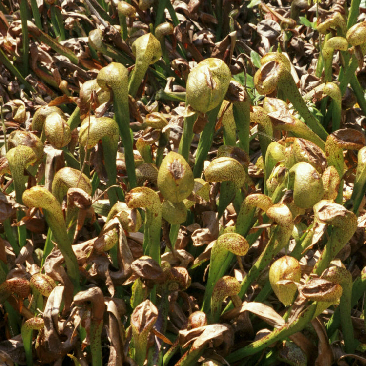 Cobra Plant