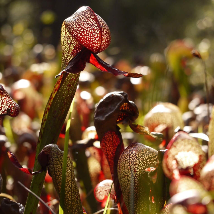 Cobra Plant