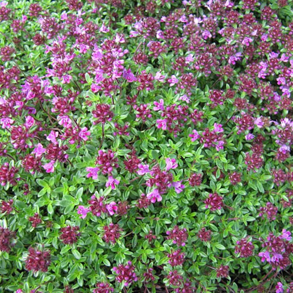 Coccineus Thyme plant