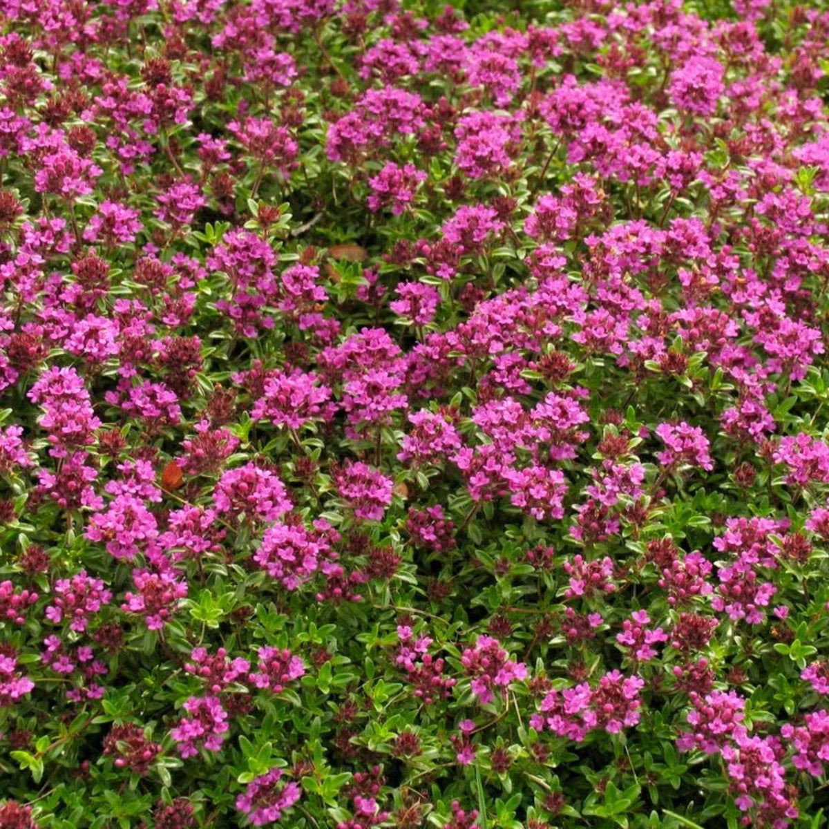 Coccineus Thyme plant