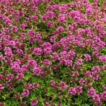 Coccineus Thyme plant