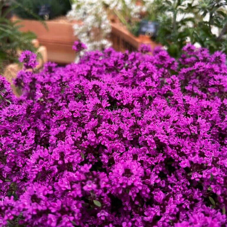 Coccineus Thyme plant