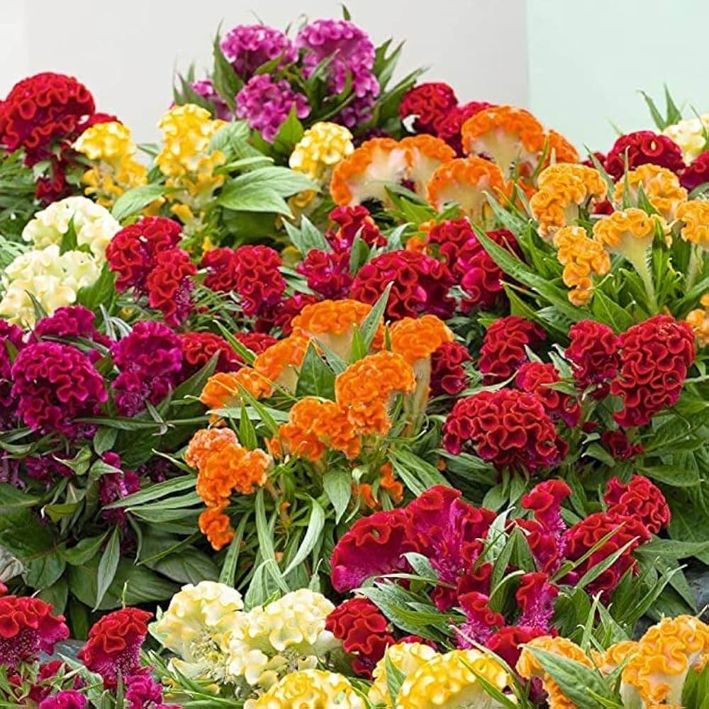 American Cockade plant