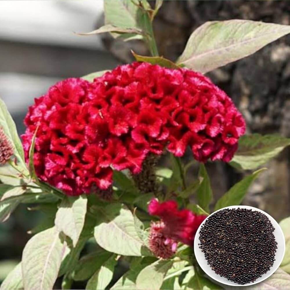 American Cockade plant