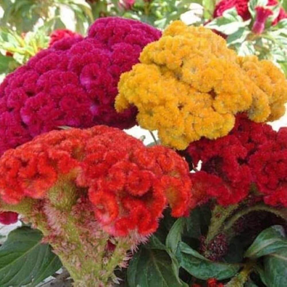 American Cockade plant
