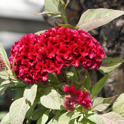 Cockscomb plant