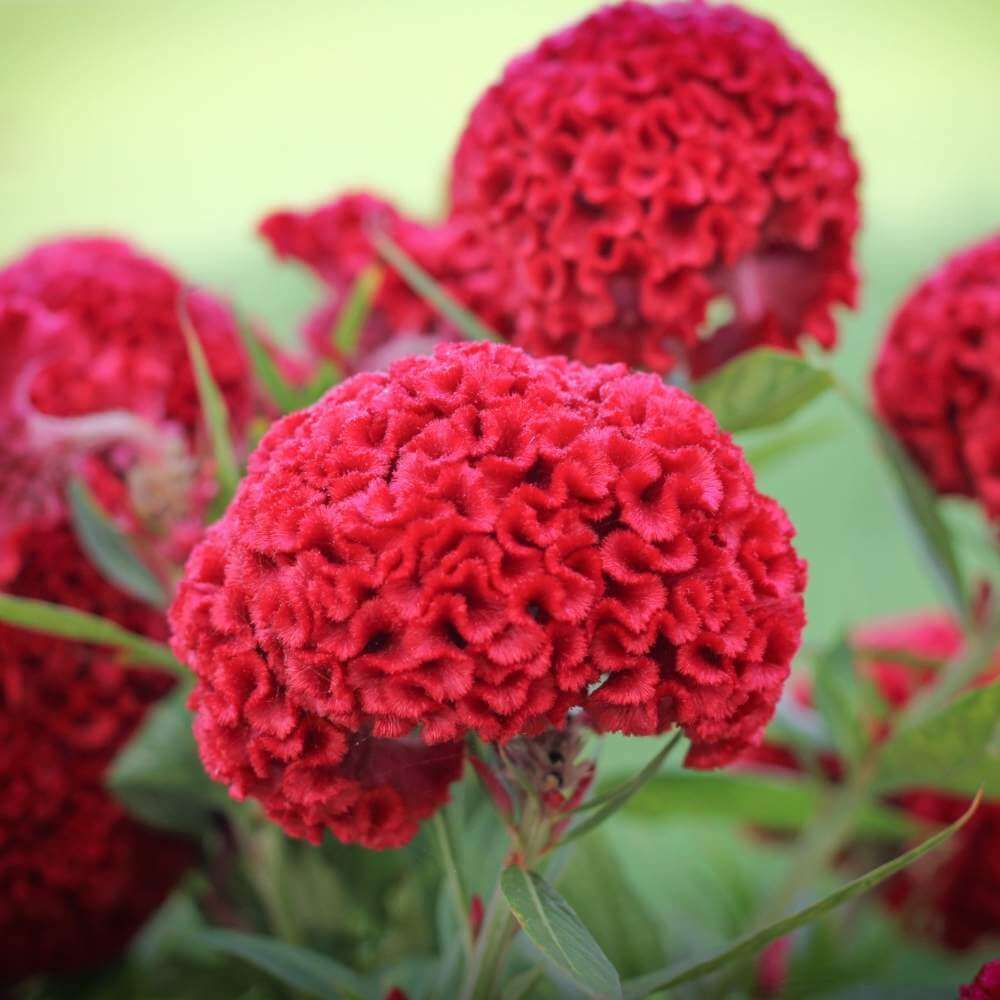 Cockscomb plant