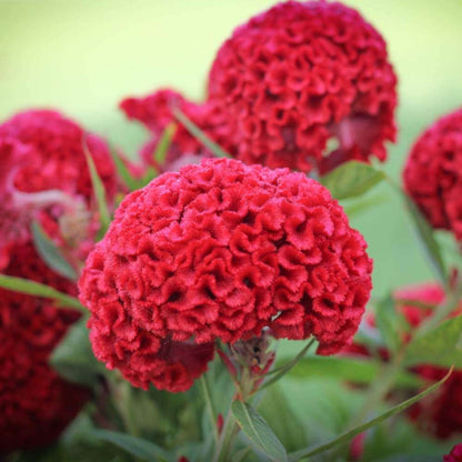 Cockscomb plant