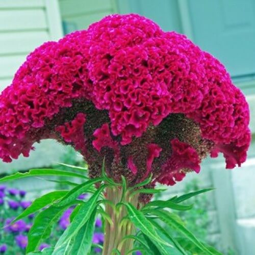 Cockscomb plant