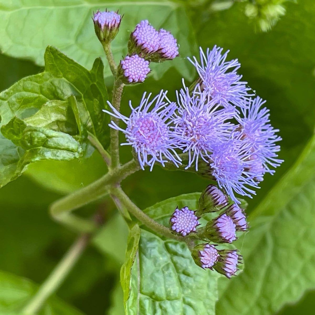 Hardy Ageratum Mistflower plant