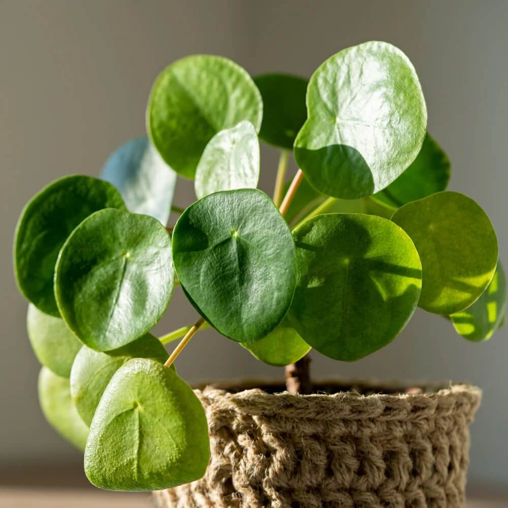 Coin Plant