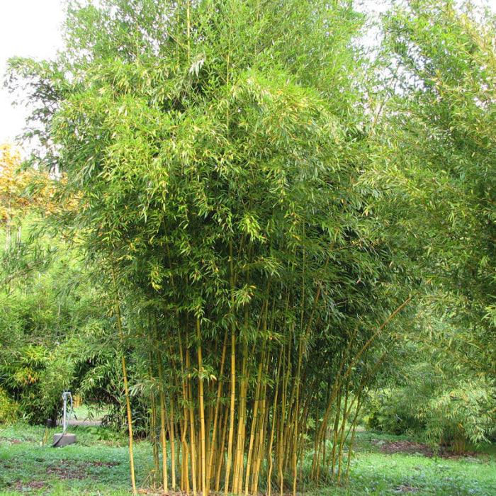 Cold Hardy Bamboo plant