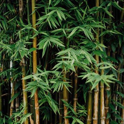 Cold Hardy Bamboo plant