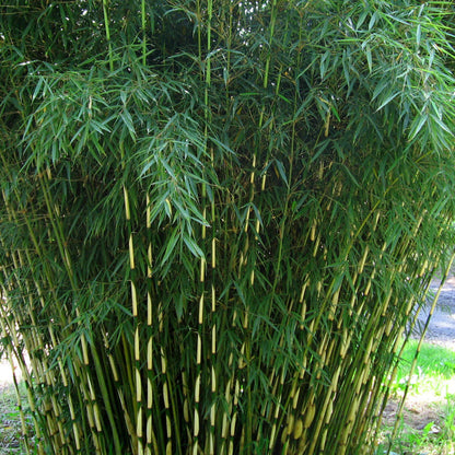 Cold Hardy Bamboo plant
