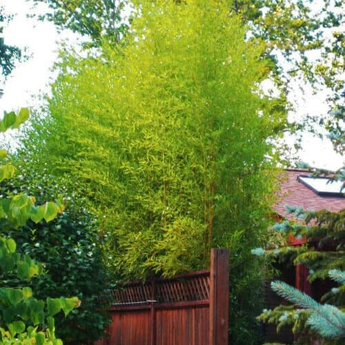 Cold Hardy Bamboo plant