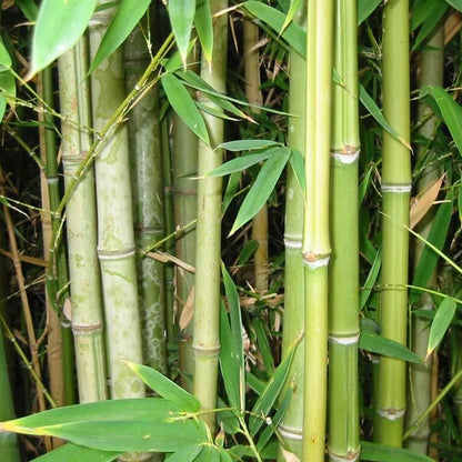Cold Hardy Bamboo plant
