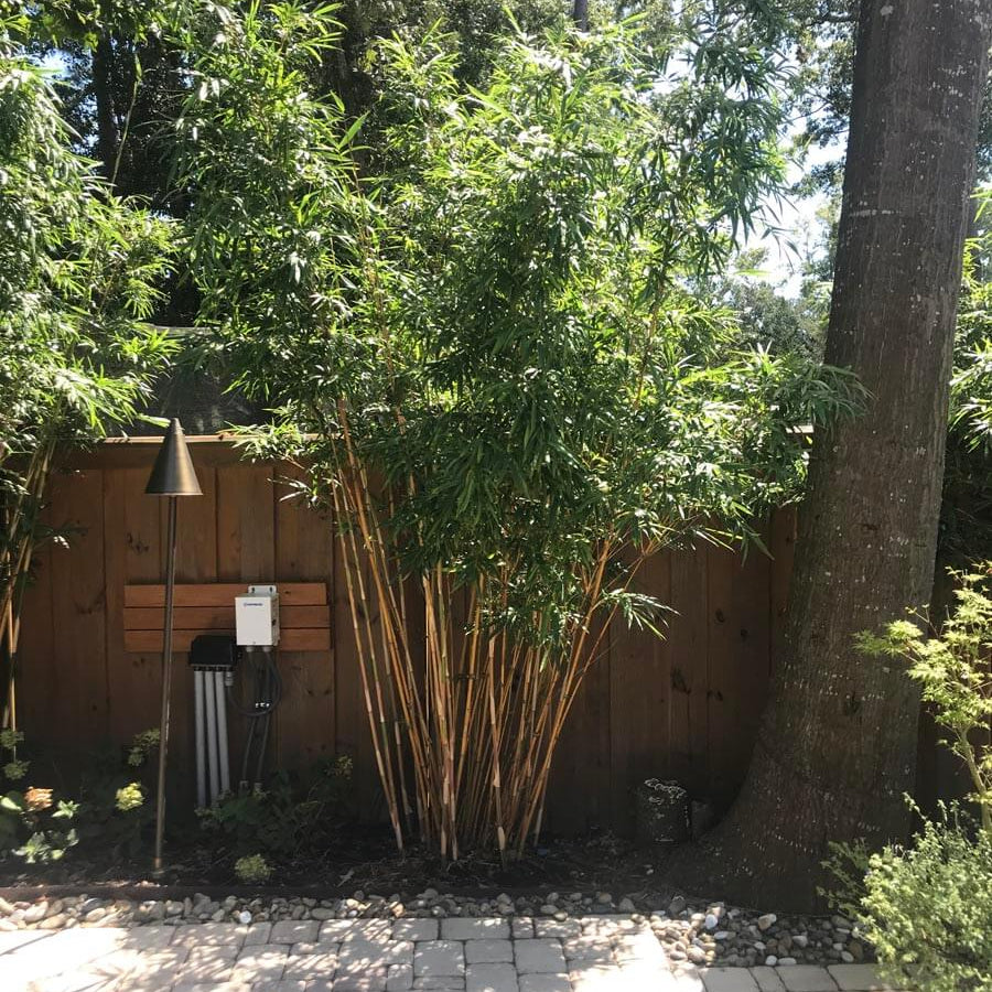 Cold Hardy Bamboo plant