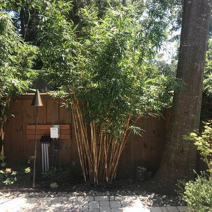 Cold Hardy Bamboo plant