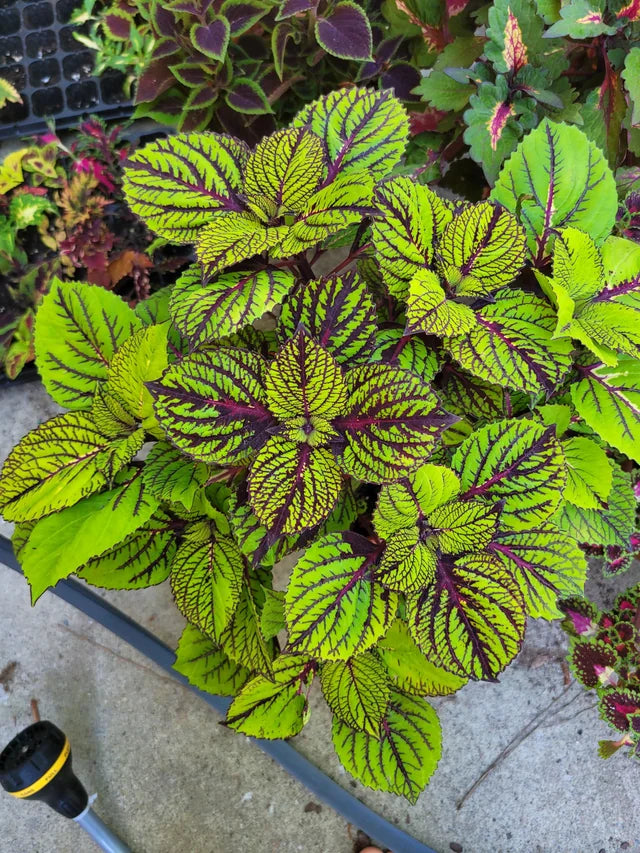 Green Black flower seeds