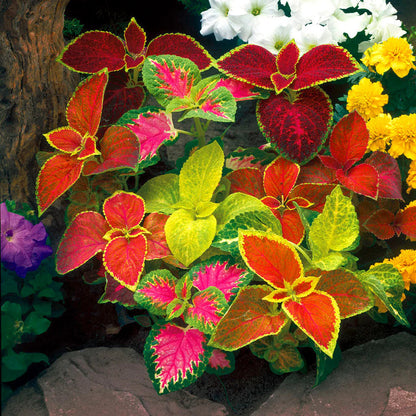 Coleus flower seeds