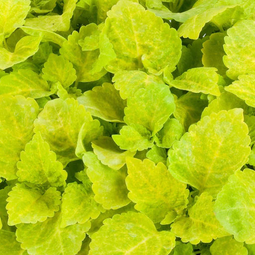 Yellow Green flower seeds