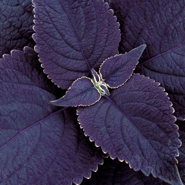 Black Coleus plant