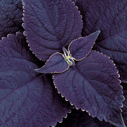 Black Coleus plant