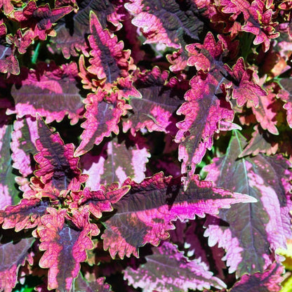 Black Dragon Coleus plant