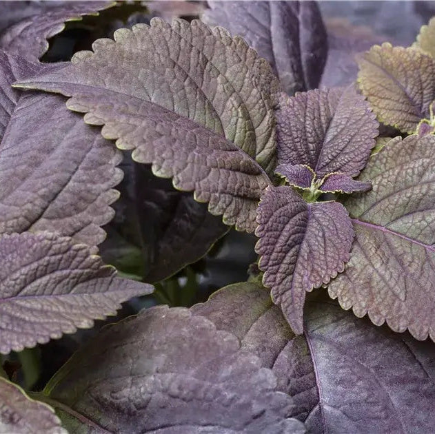 Black Coleus plant
