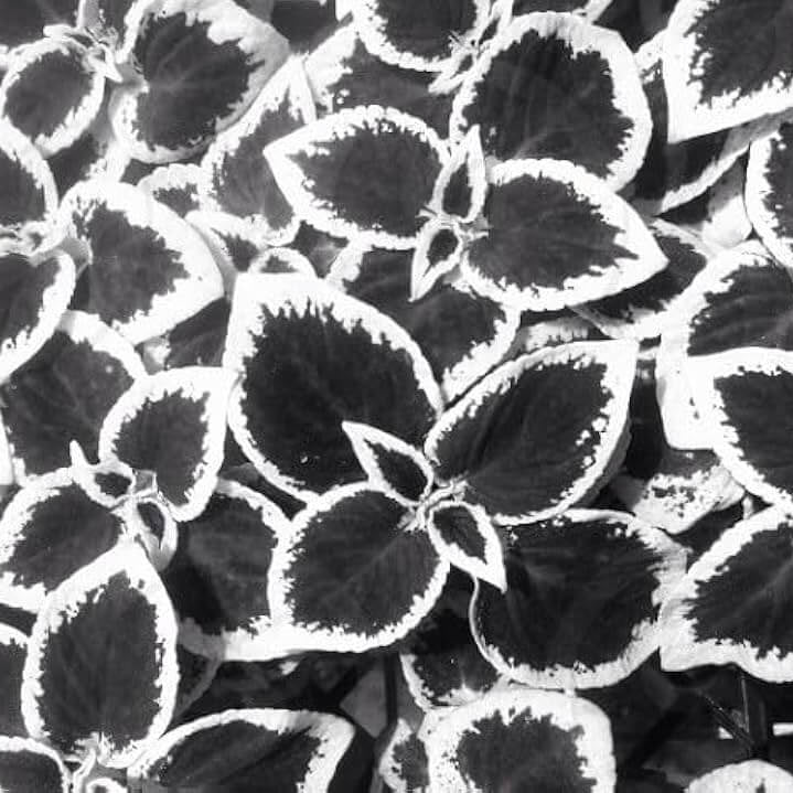Black White Coleus plant