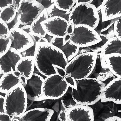 Black White Coleus plant