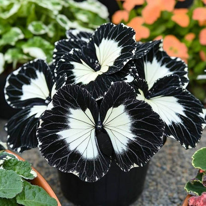 Black White Coleus plant