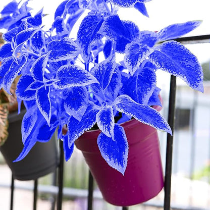 and White Coleus plant