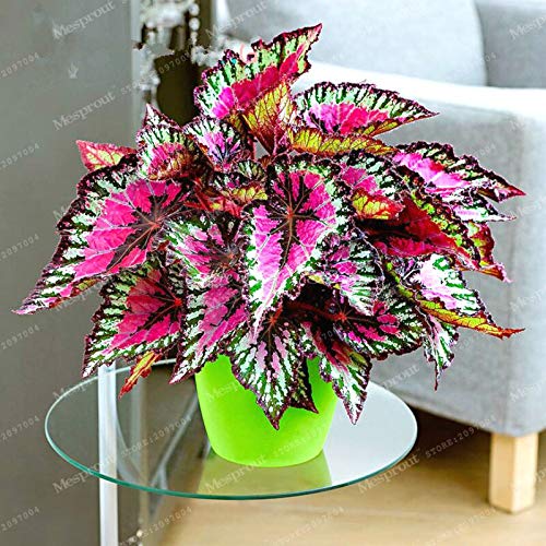 Colorful Coleus plant