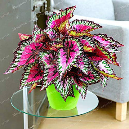 Colorful Coleus plant