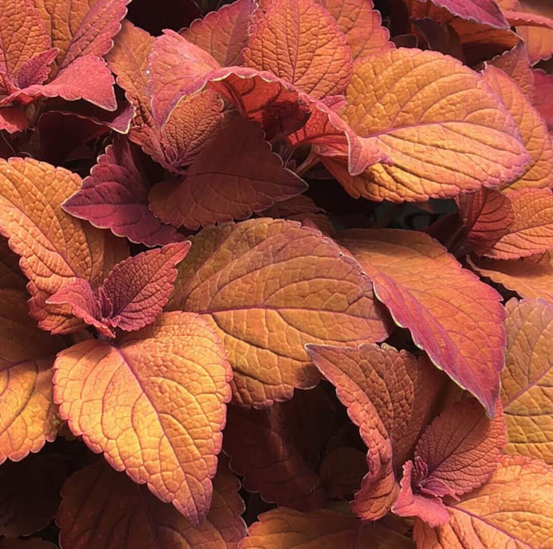 Deep Orange Coleus plant