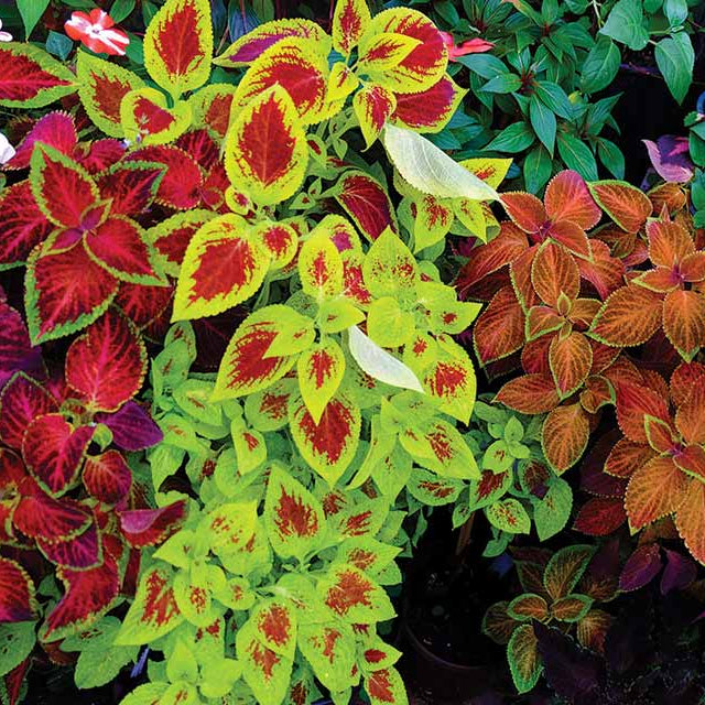 Rainbow Mix Coleus plant
