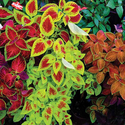 Rainbow Mix Coleus plant