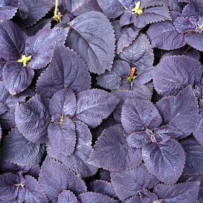 Black Coleus plant