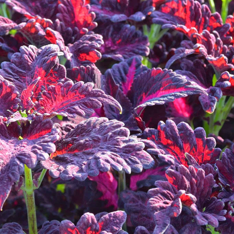 Black Dragon Coleus plant