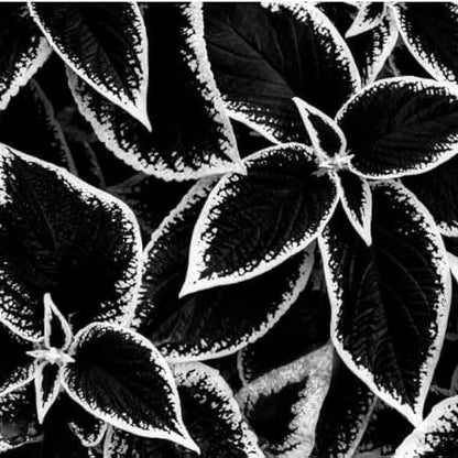 Black White Coleus plant
