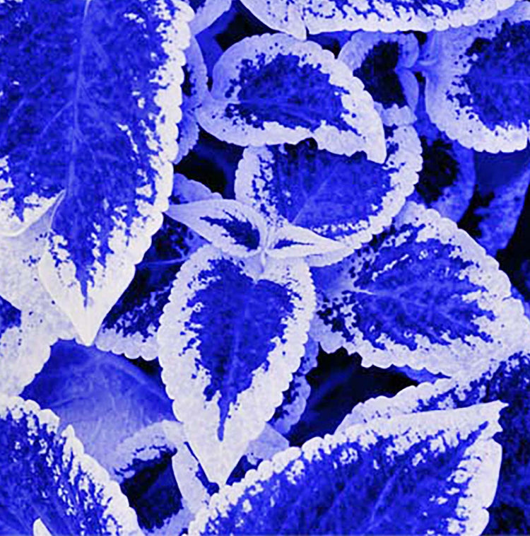 and White Coleus plant